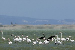 Į duskingąjį Larnakos ežerą žiemoti atskrenda flamingai. 