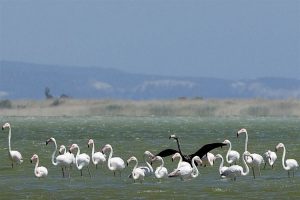 Į duskingąjį Larnakos ežerą žiemoti atskrenda flamingai.
