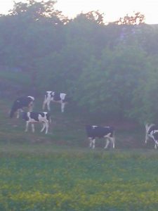Petro karvučių pasiganymas kaimynų ganyklose