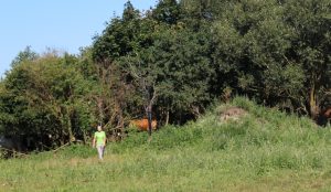 Jaunoji ūkininkė K. Stirnaitė savo augintines karves - žindenes nuo karščio apsaugoja aptvarus aptverdama ten, kur medžiai