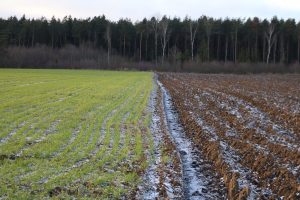 Pasėlius ir augalus nuo rizikų, susijusių su meteorologiniais reiškiniais, ­ 2017 m. draudė 671 ūkis. Apdraustas plotas siekė 201 tūkst. ha.