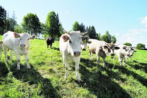 Vis daugiau ūkininkų vietoj pieninių karvių renkasi auginti mėsinius galvijus. Dariaus Šypalio nuotr.