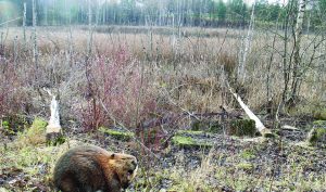 Lenktynės Kapuštėlio ežero pakrantėse: kas daugiau pasigriebs medžių – bebrai savo namų statybai ar žmogus savo būstui apšildyti