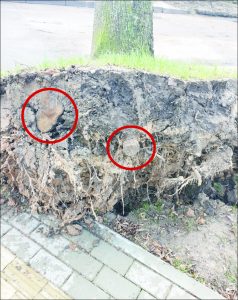 Elektrėniškės Agnės atsiųstoje nuotraukoje matyti, kad Draugystės gatvėje nuvirtusių medžių šaknys nupjautos