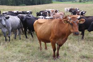 Tik susivieniję smulkūs pieninės galvijininkystės ūkiai gali būti didele jėga