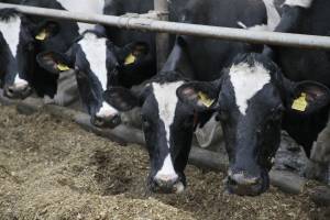 Paramą numatoma mokėti visiems pieno ūkiams, kurie turėjo įregistruotų pieninių veislių karvių šių metų rugsėjo 1 d., nepriklausomai nuo ūkio dydžio