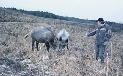 Šernų  penėjimas – žemdirbių reikalas