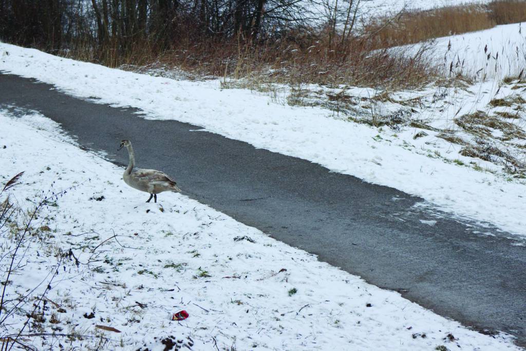 Bjaurusis ančiukas