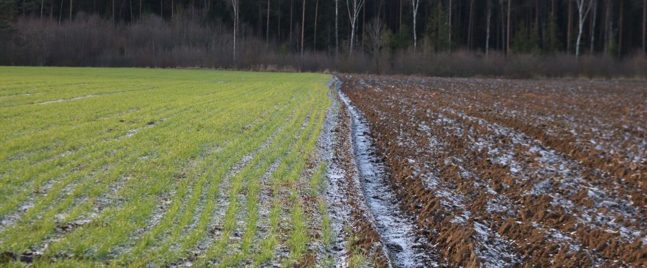 Ūkininkai kviečiami aktyviau naudotis parama pasėlių draudimui