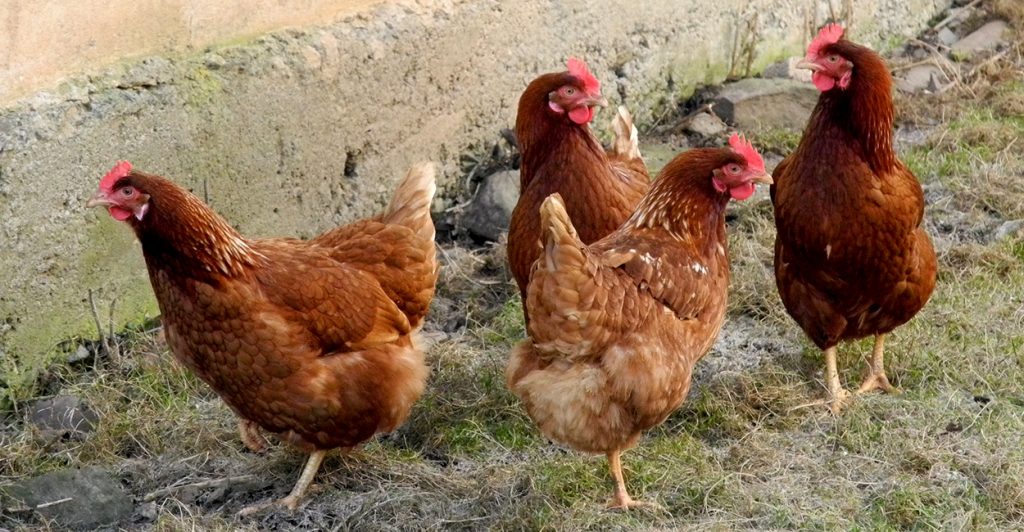 Paukščių augintojai raginami laikytis saugumo priemonių