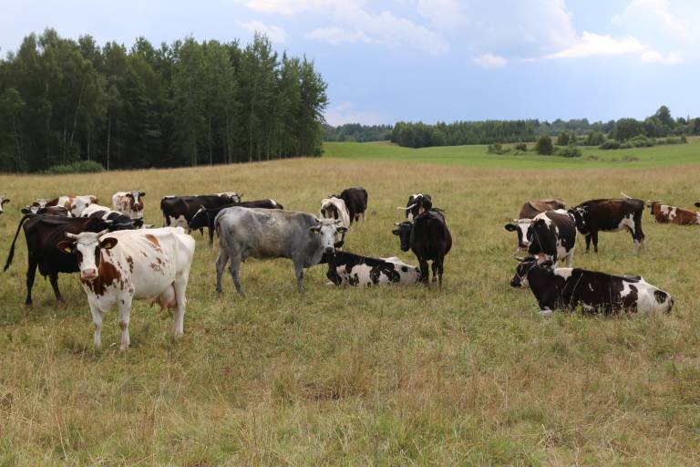 Šį kartą parama skiriama pieninės galvijininkystės sektoriaus ūkininkams