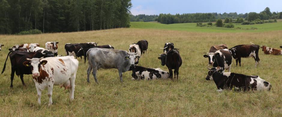 Smulkiesiems pieno gamintojams – galimybė kreiptis paramos