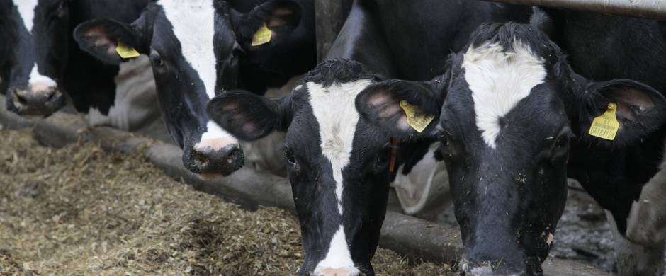 Pieno gamintojams – papildoma  valstybės pagalba dėl pandemijos