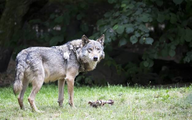 Kaip spręsti ūkininkų ir vilkų konfliktus