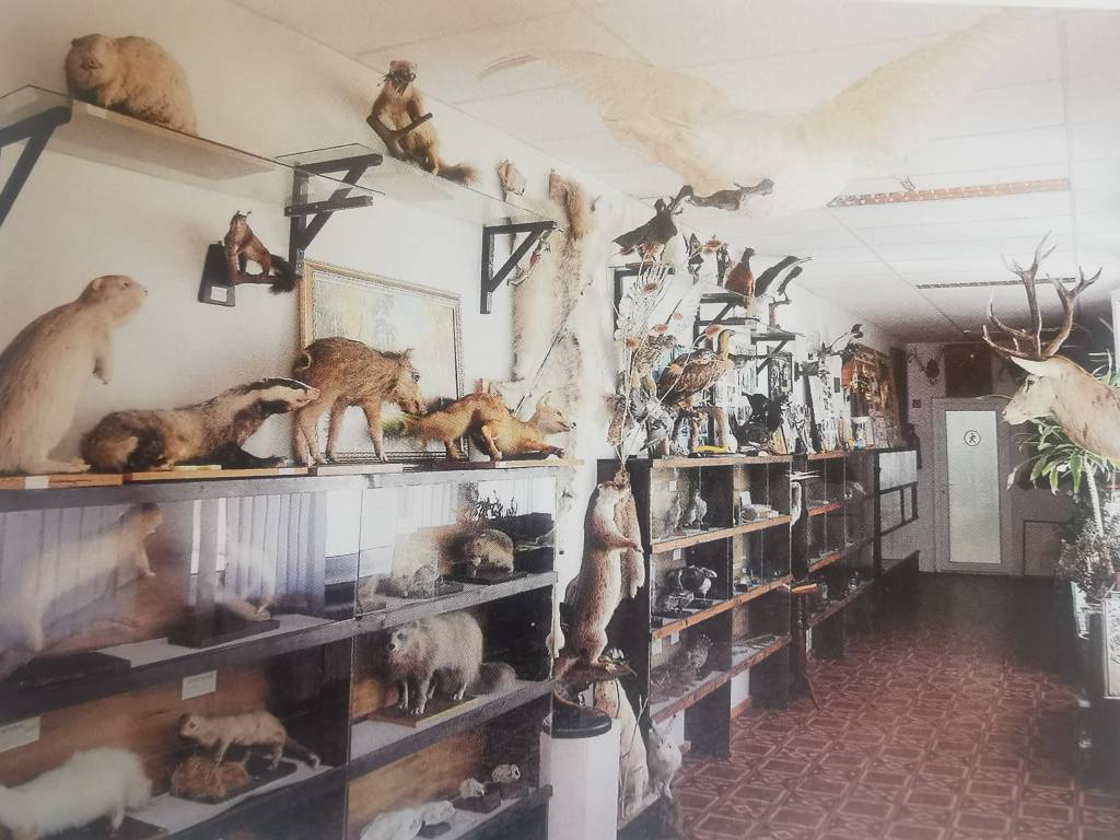 Istorija tapęs Lietuvos kelių muziejaus skyrius: Medžioklės, faunos ir gamtos skyriuje buvo saugoma mamuto iltis