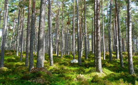 Sprendimas dėl Gojaus miško kirtimo – jau netrukus