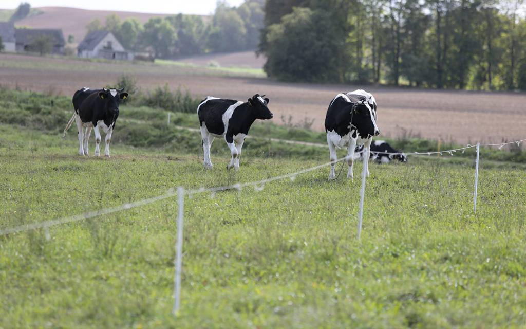 Smulkių ir vidutinių ūkių gyvybingumui didinti – parama