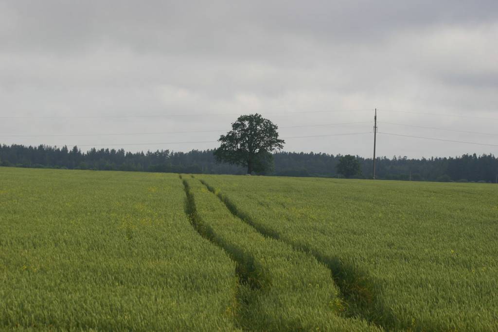 Žemdirbiai galės  įsigyti dirbamos valstybinės žemės