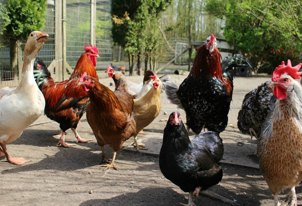 Lietuvos ūkiams grėsmę keliančios ligos – nuostoliai kompensuojami, tačiau būtina laikytis saugumo