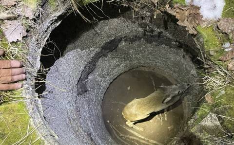 Laiminga nelaimė: iš šulinio ištrauktas sveikas stirniukas