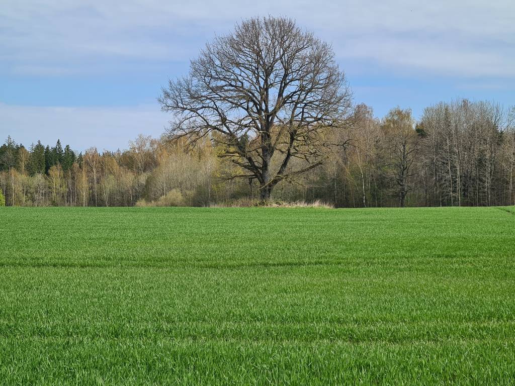 Pasėlių deklaravimas: mažiau reikalavimų, daugiau galimybių