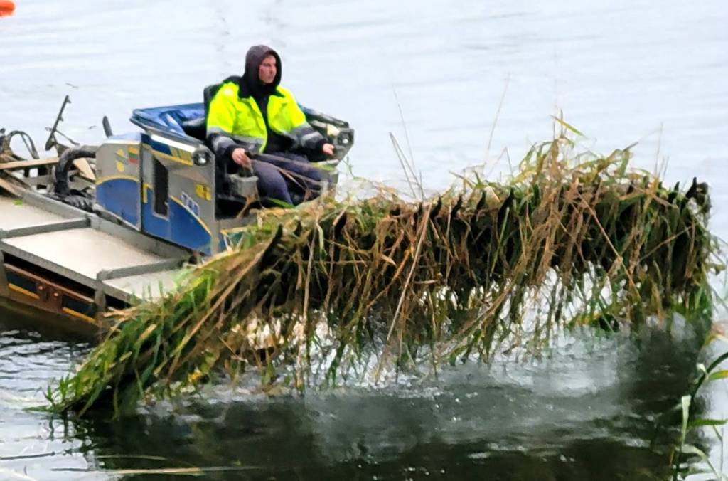 Nendrių šienavimas – nauda žmogui ir paukšteliams