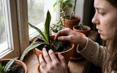 Kodėl jūsų sansevjera miršta? 5 dažniausios problemos ir kaip jas išspręsti