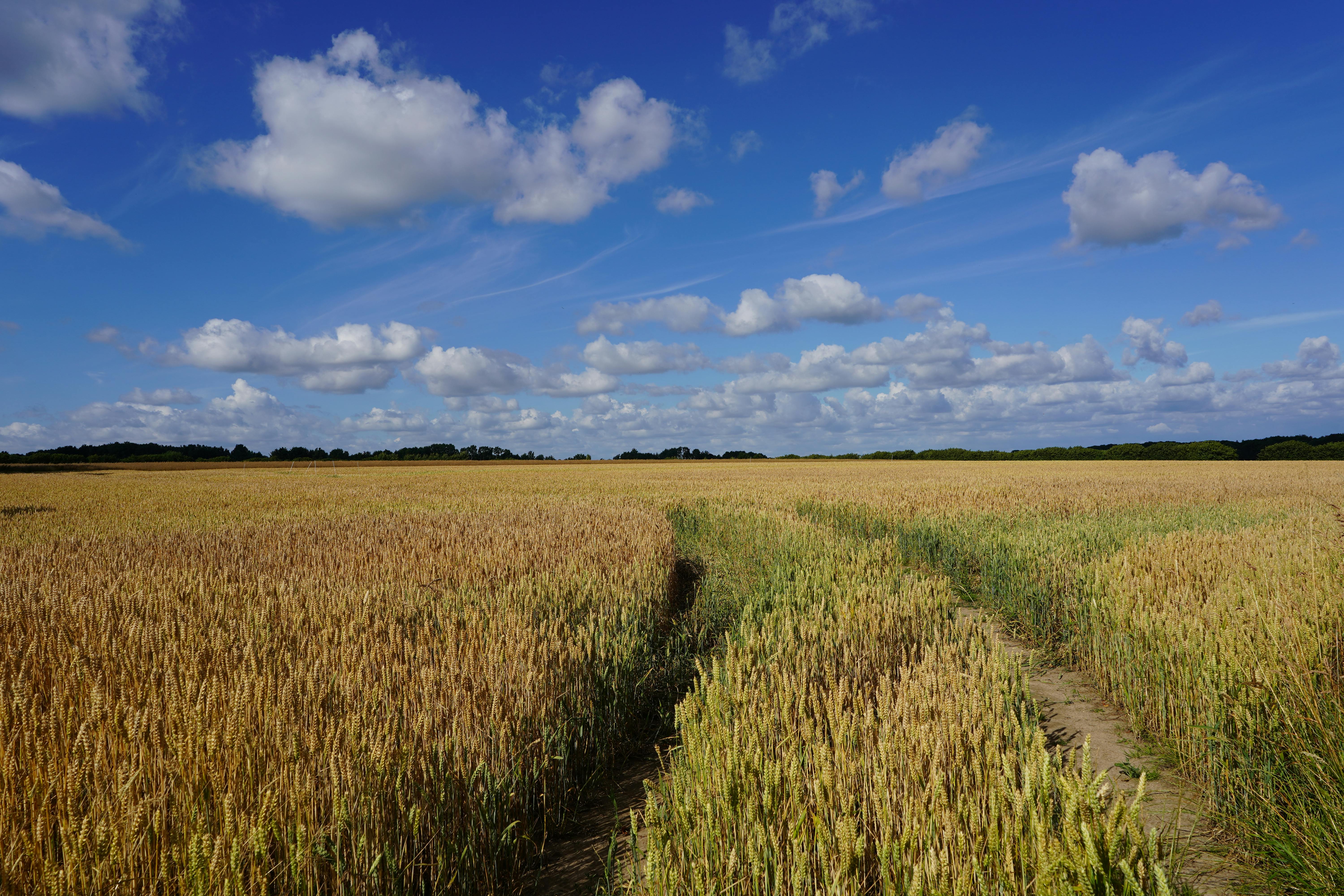 Žemės ūkio naudmenų deklaravimas 2026 m.: kas naujo?