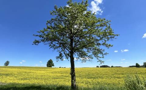 Baigėsi žemės ūkio naudmenų deklaravimas: pirmieji rezultatai